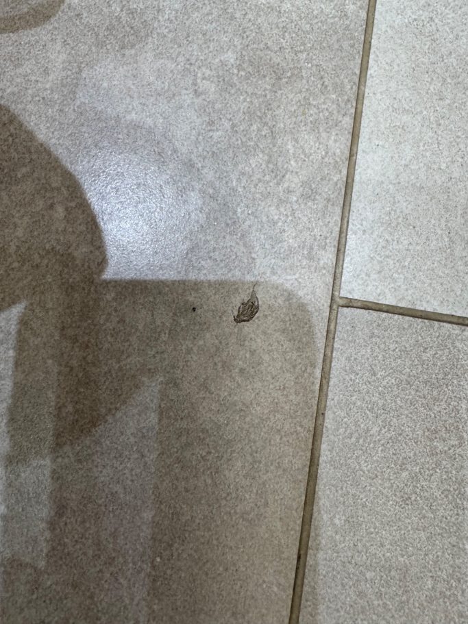 "Repair in Halifax: the customer's floor tile has sustained surface damage due to a heavy object being dropped on it." Brown marble floor tile with a significant chip on the surface. This repair took place in Halifax.